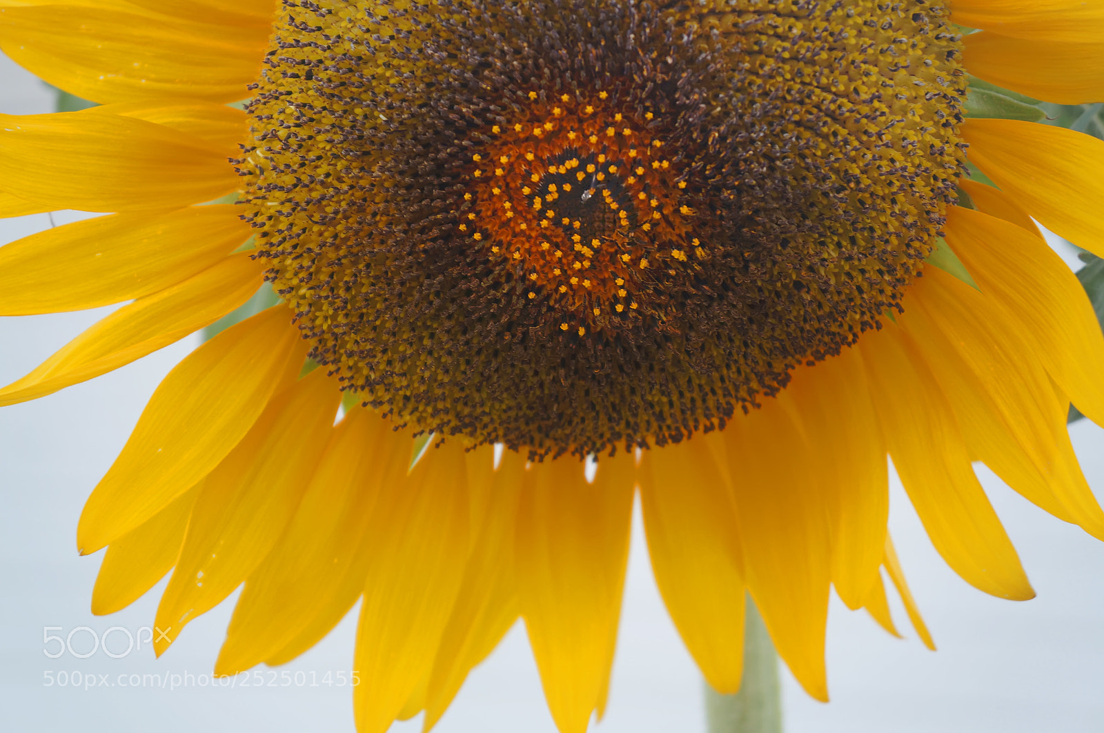 Sony Alpha NEX-5N sample photo. Sunflower photography