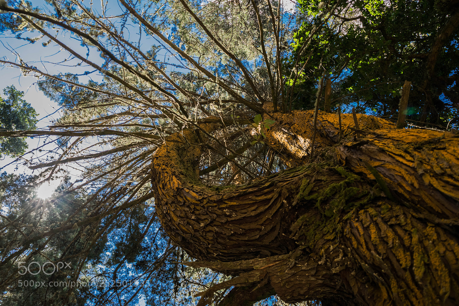 Nikon D5300 sample photo. Green growth to heaven photography
