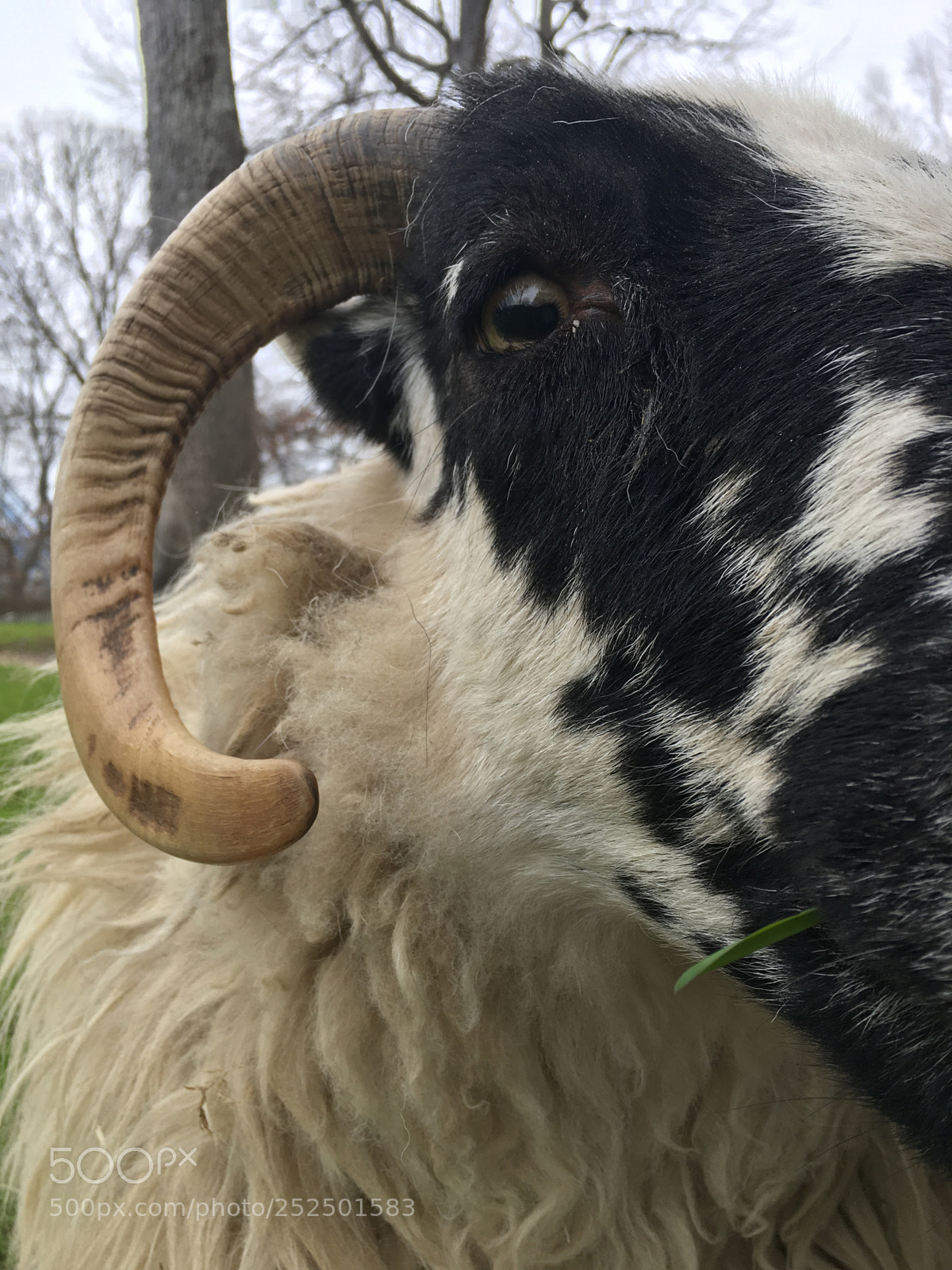 Apple iPhone 6s sample photo. Goat close up photography
