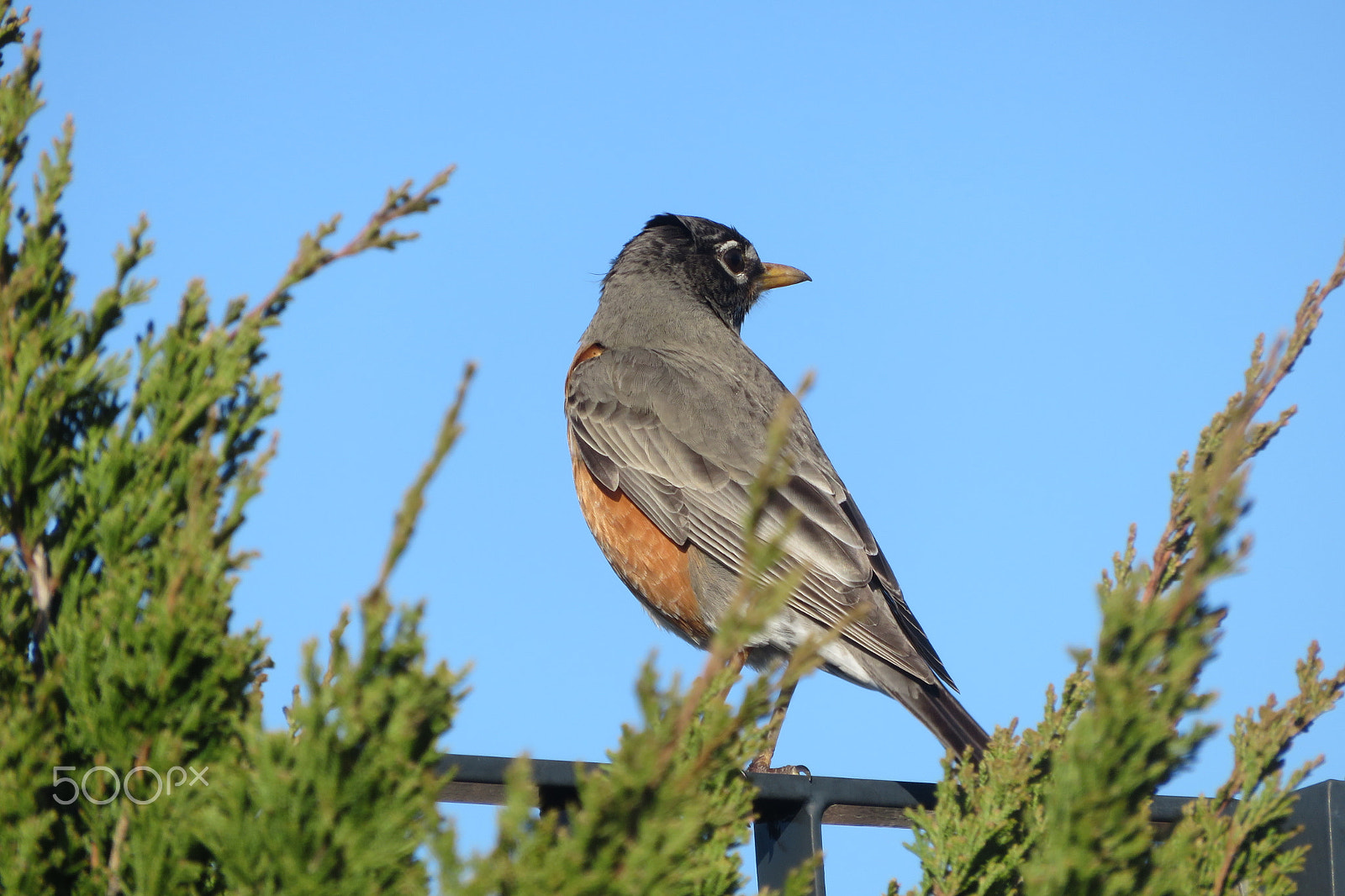 Canon PowerShot SX700 HS sample photo. Bird on perch photography