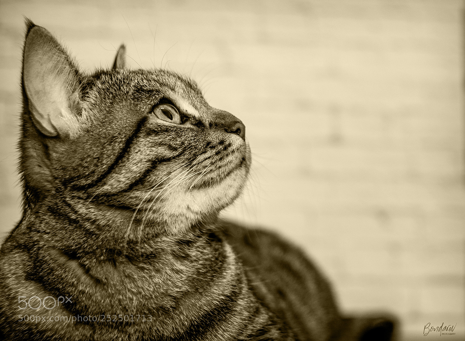 Nikon D7100 sample photo. Cat's eye.. photography