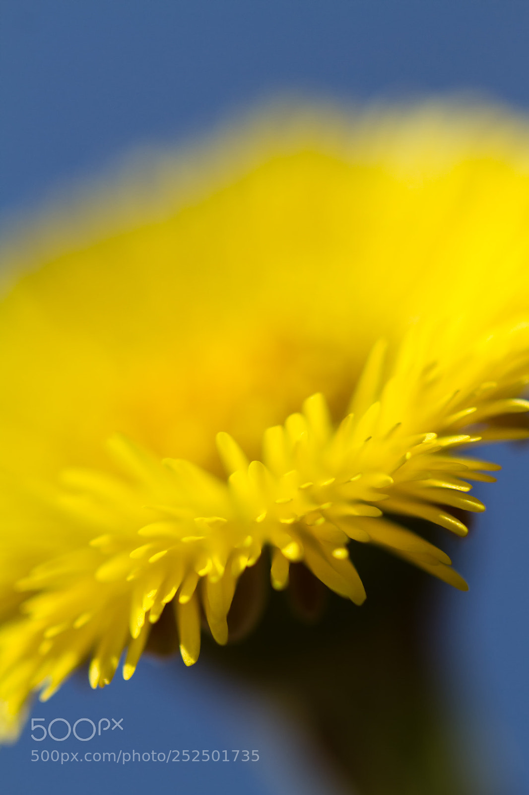 Canon EOS 7D sample photo. Close-up (klein hoefblad) photography
