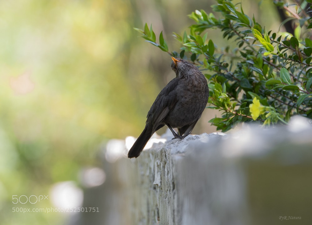 Nikon D500 sample photo. Rrm_4685-2.jpg photography