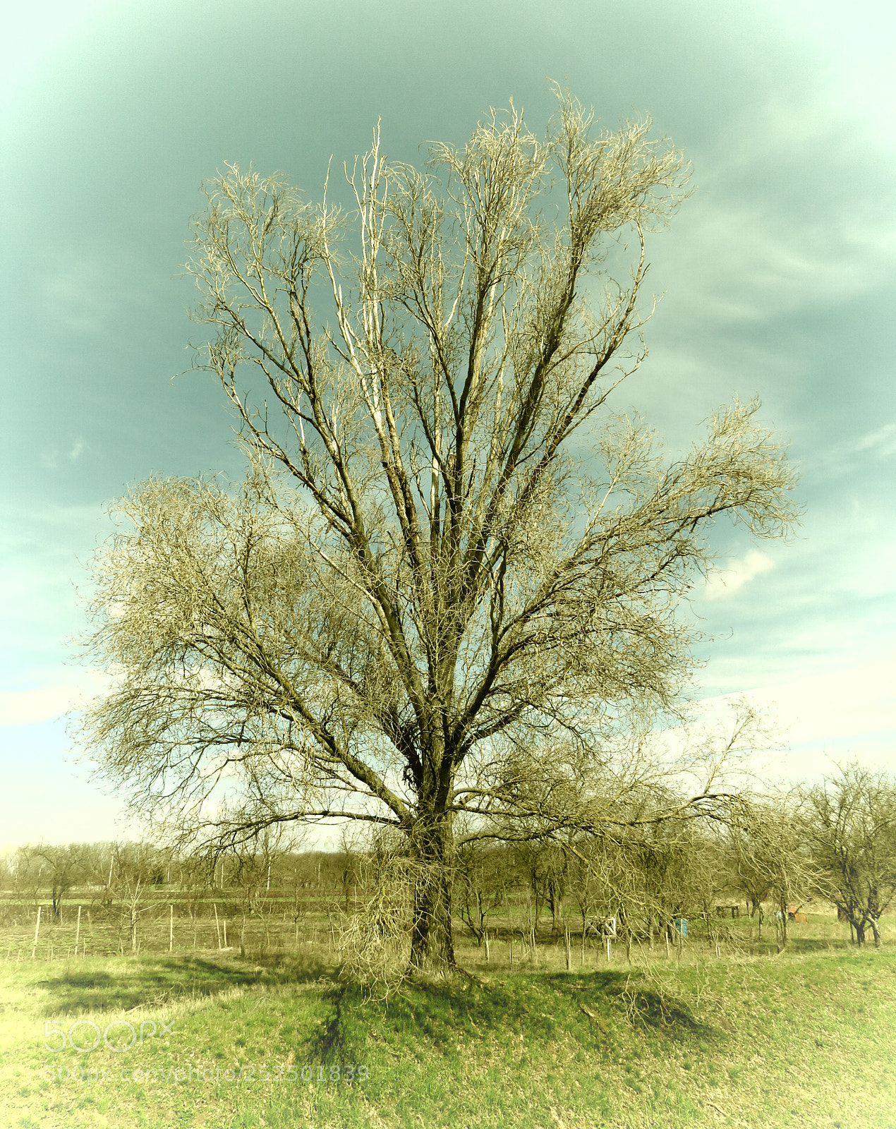 Canon PowerShot SX60 HS sample photo. Postcard of april photography