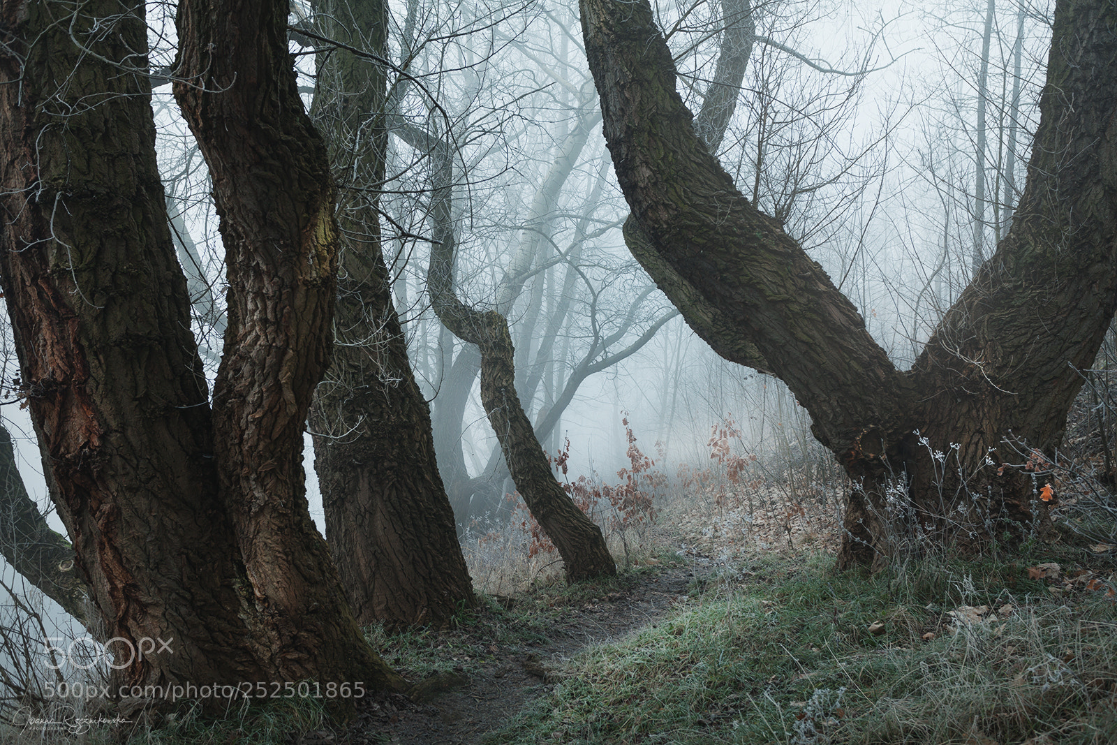 Canon EOS 5D Mark II sample photo. My paths photography