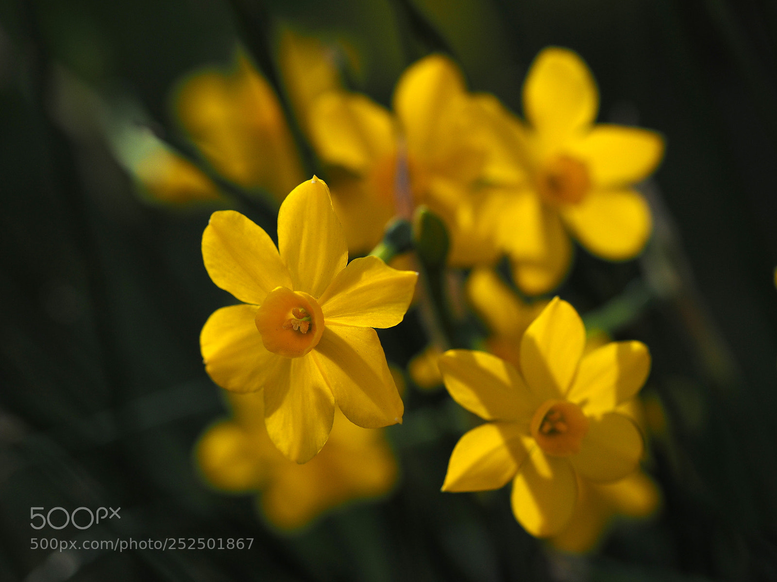 Olympus OM-D E-M1 sample photo. Small yellow daffodil photography