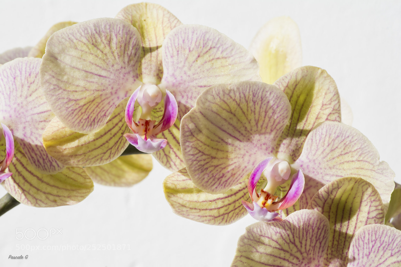 Nikon D7100 sample photo. I love orchids photography