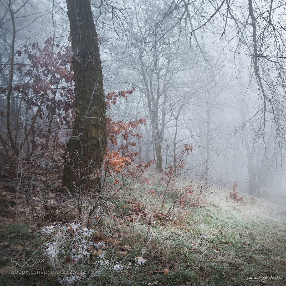 Canon EOS 5D Mark II sample photo. My paths photography