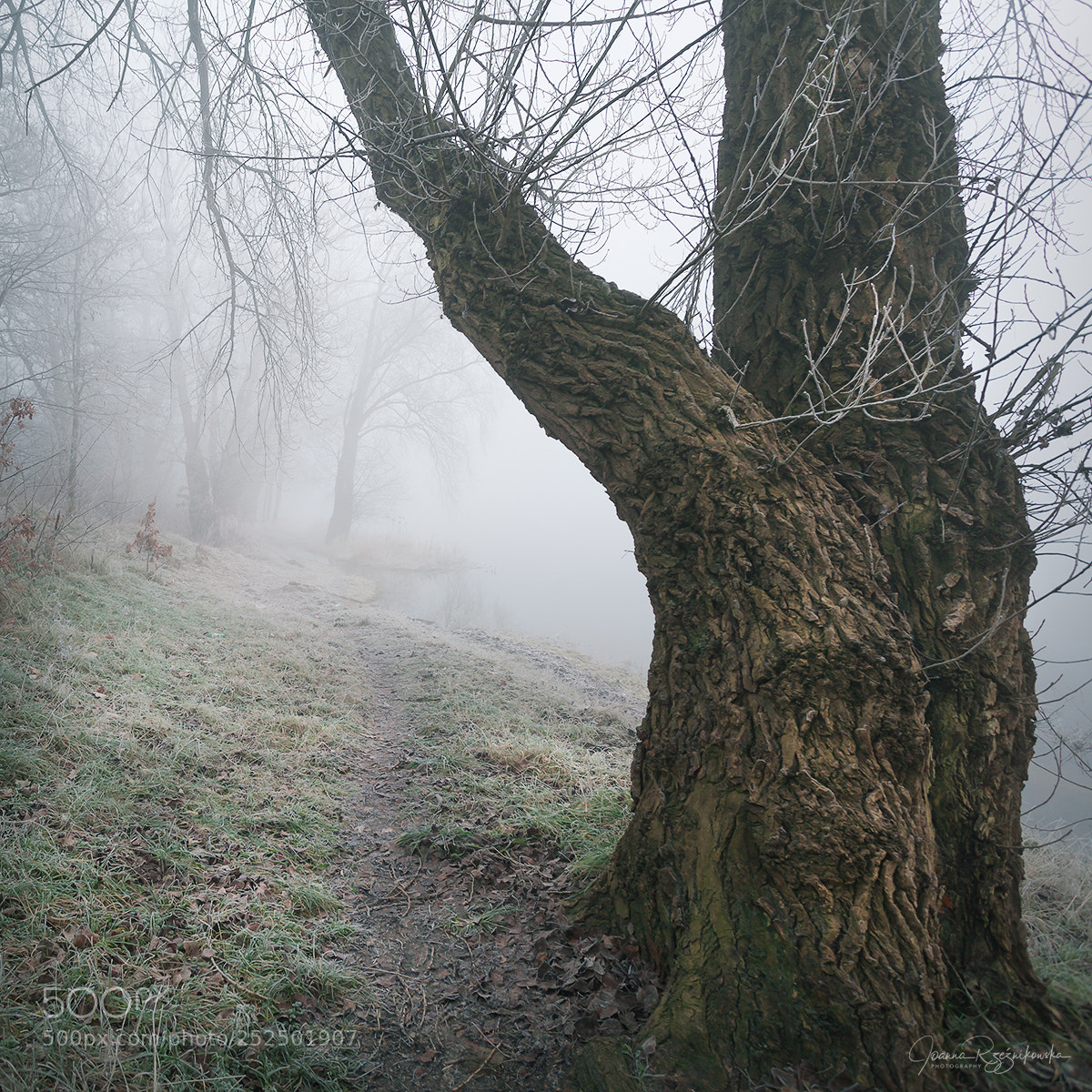 Canon EOS 5D Mark II sample photo. My paths photography