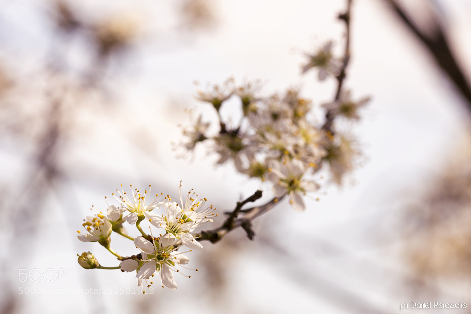 Nikon D7100 sample photo. Take a walk on photography
