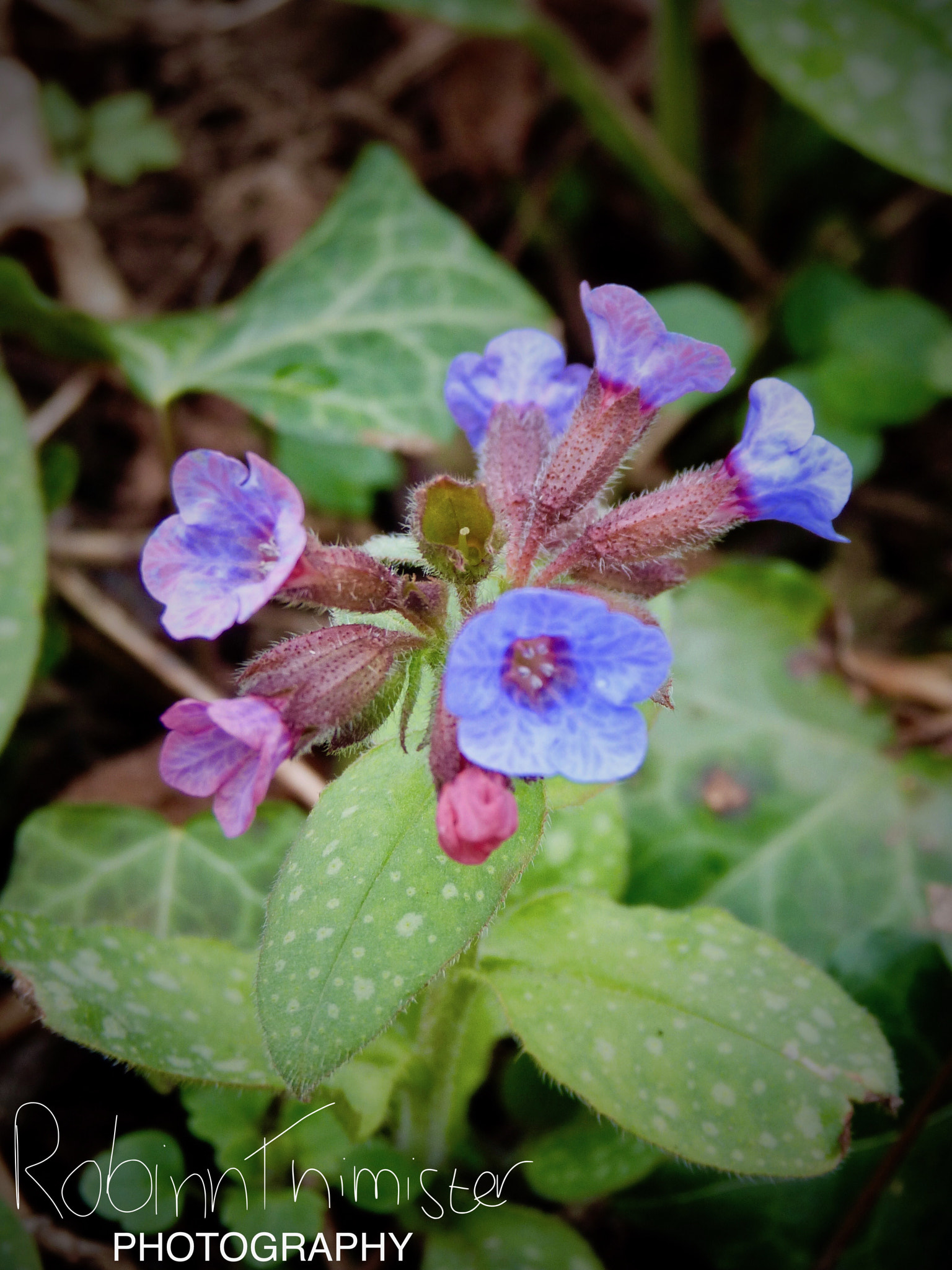 Panasonic Lumix DMC-FZ47 (Lumix DMC-FZ48) sample photo. Purple flowers are... photography