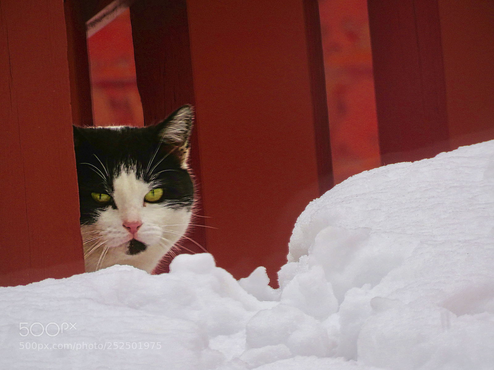Canon PowerShot SX60 HS sample photo. Hungry in a snowy photography