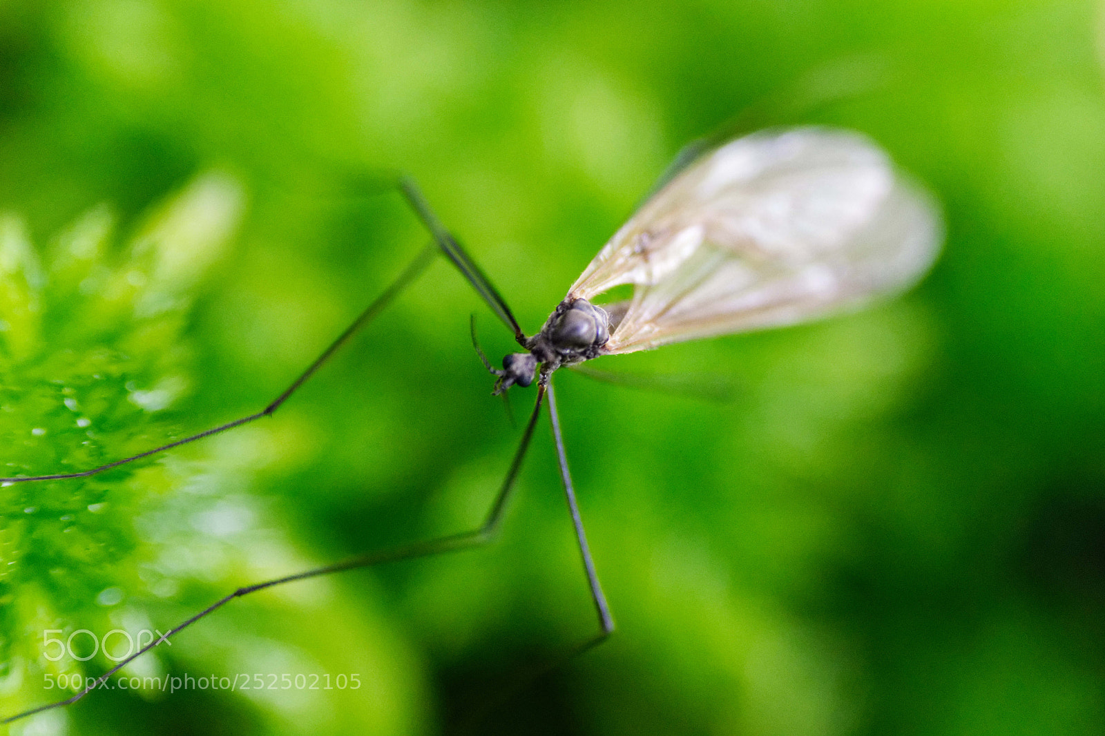 Nikon D3300 sample photo. Insecte photography