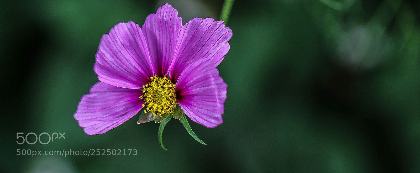 Canon EOS 60D sample photo. Cosmos bipinnatus antiquity photography
