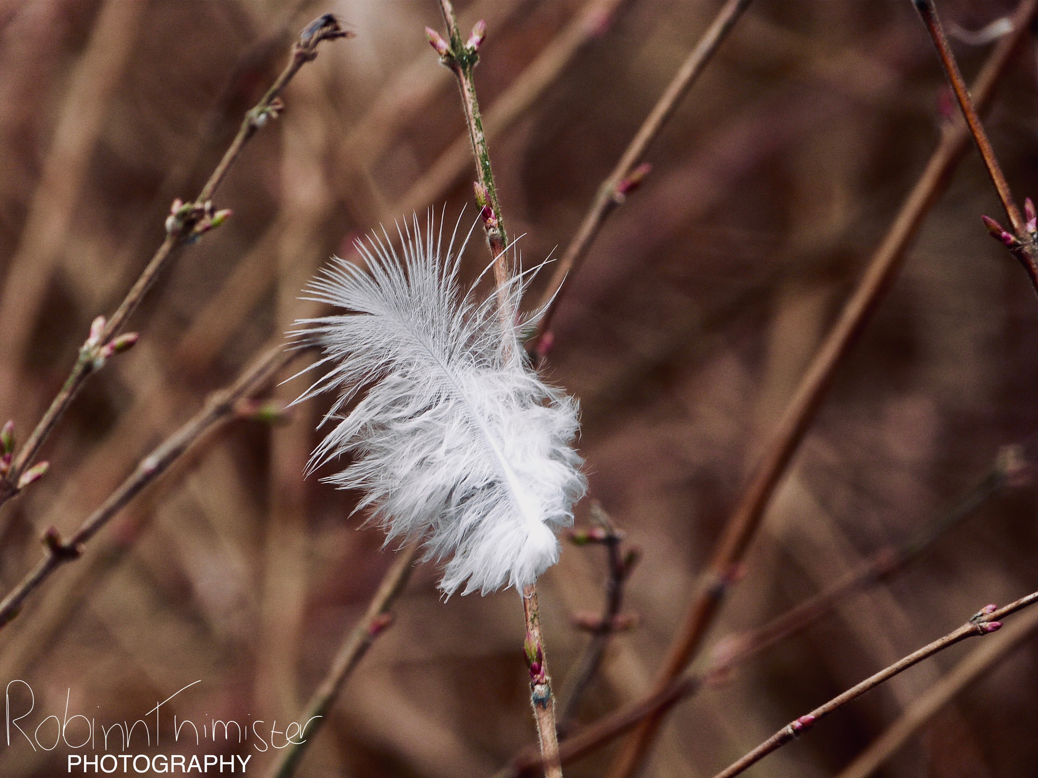 Panasonic Lumix DMC-FZ47 (Lumix DMC-FZ48) sample photo. Just a feather photography