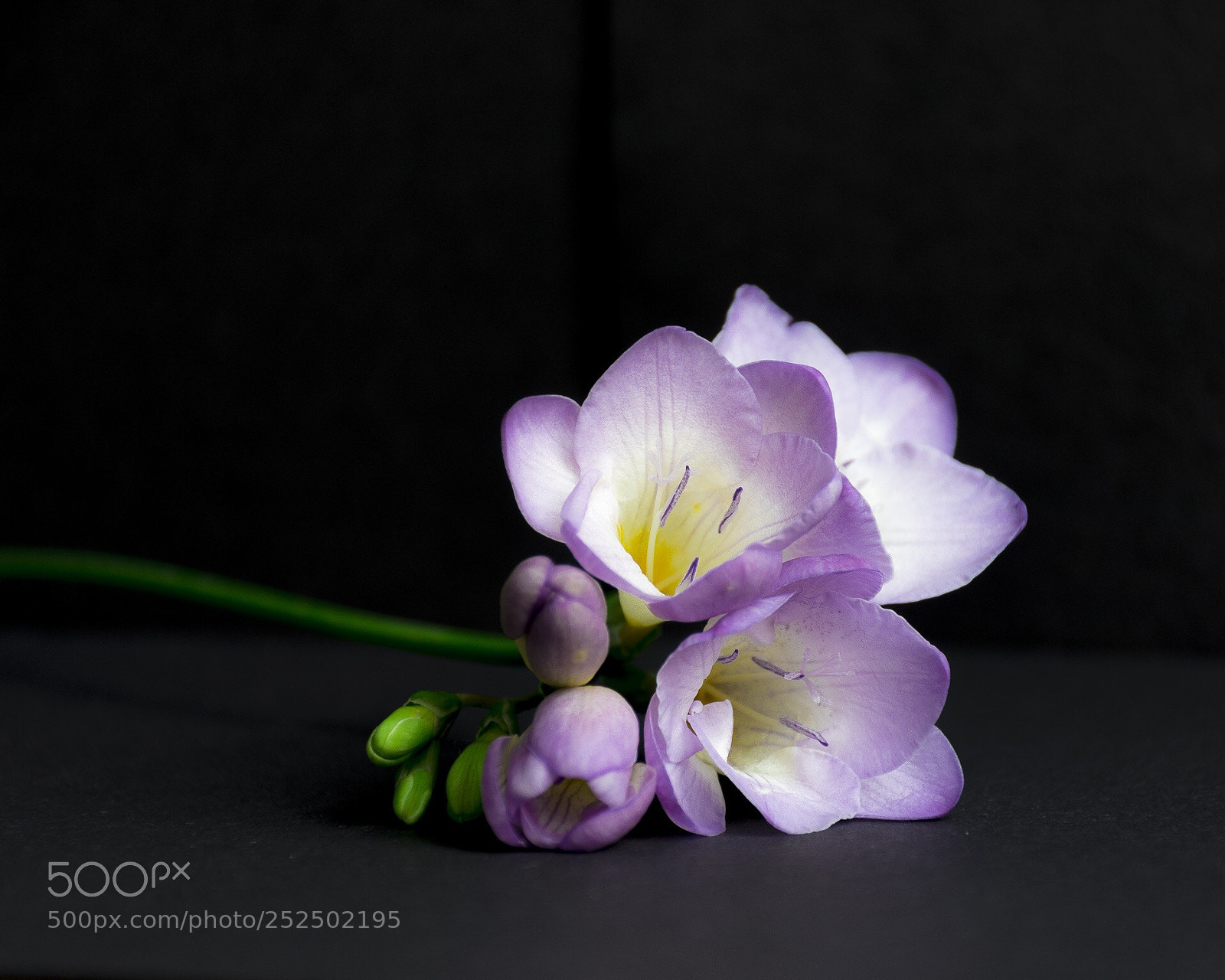 Nikon D5600 sample photo. Freesia  photography