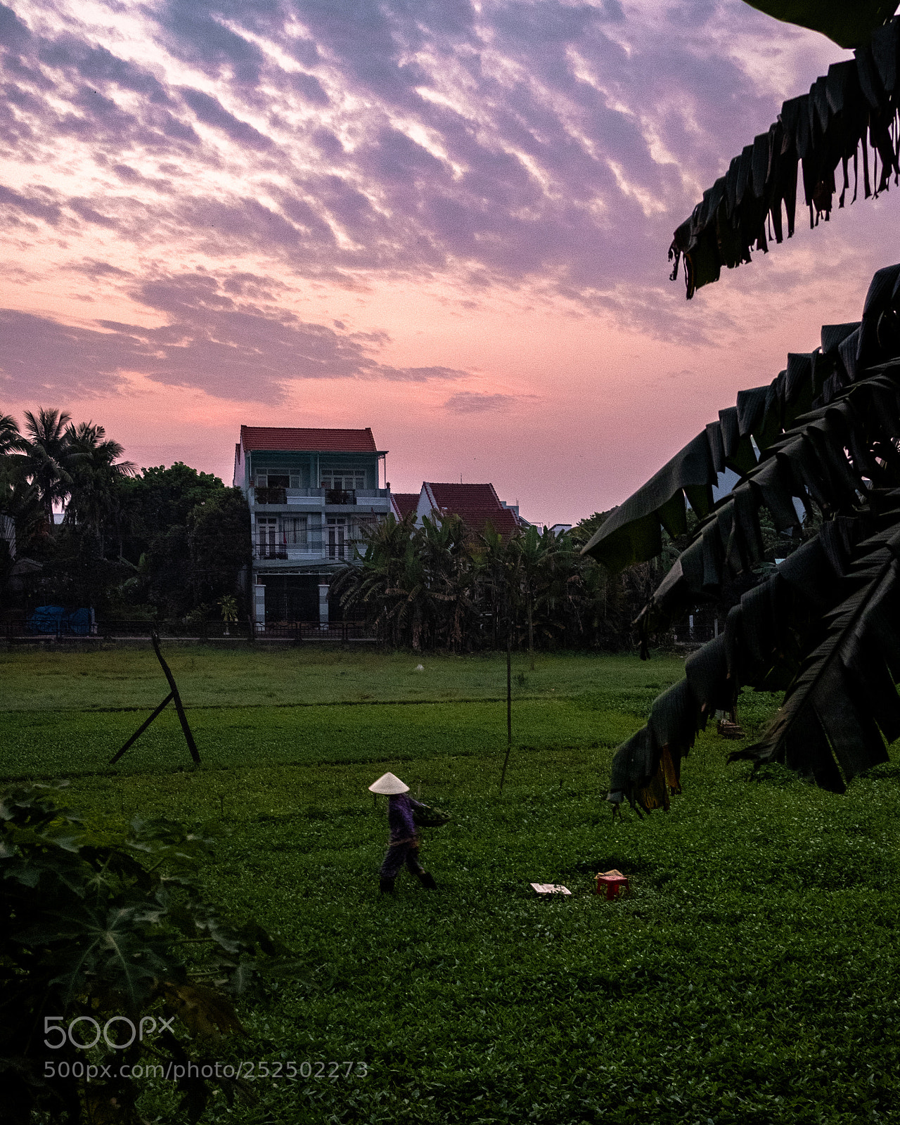 Fujifilm X-T2 sample photo. Rice field in hoi photography