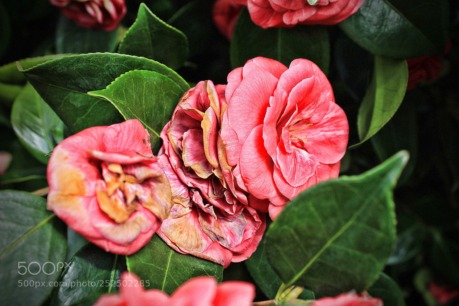 Canon EOS 1300D (EOS Rebel T6 / EOS Kiss X80) sample photo. Pink flowers photography