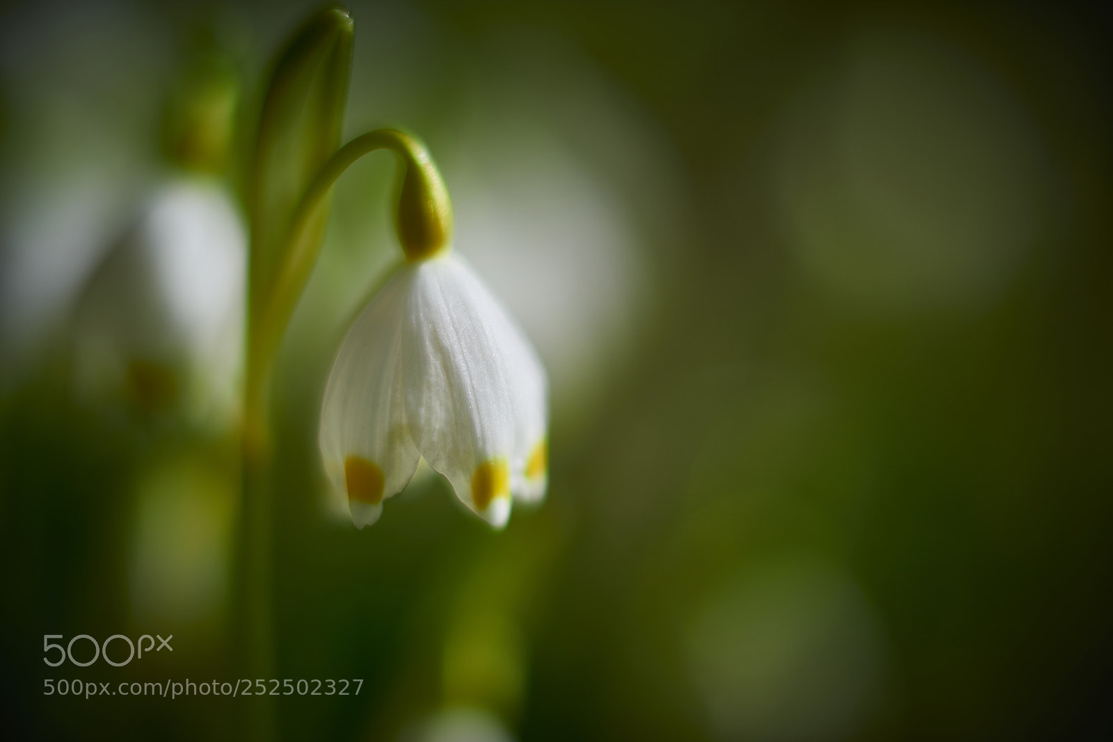 Nikon D800E sample photo. Standing out from the photography