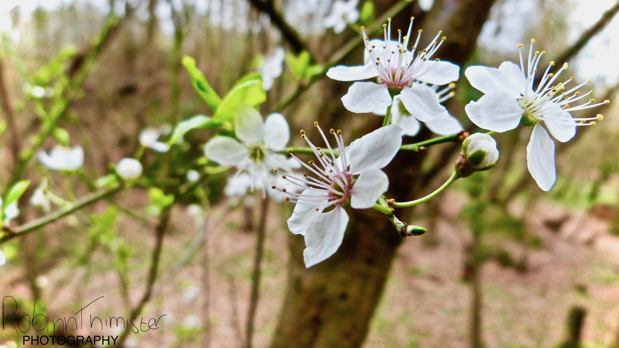 Panasonic Lumix DMC-FZ47 (Lumix DMC-FZ48) sample photo. Blooming blossom photography