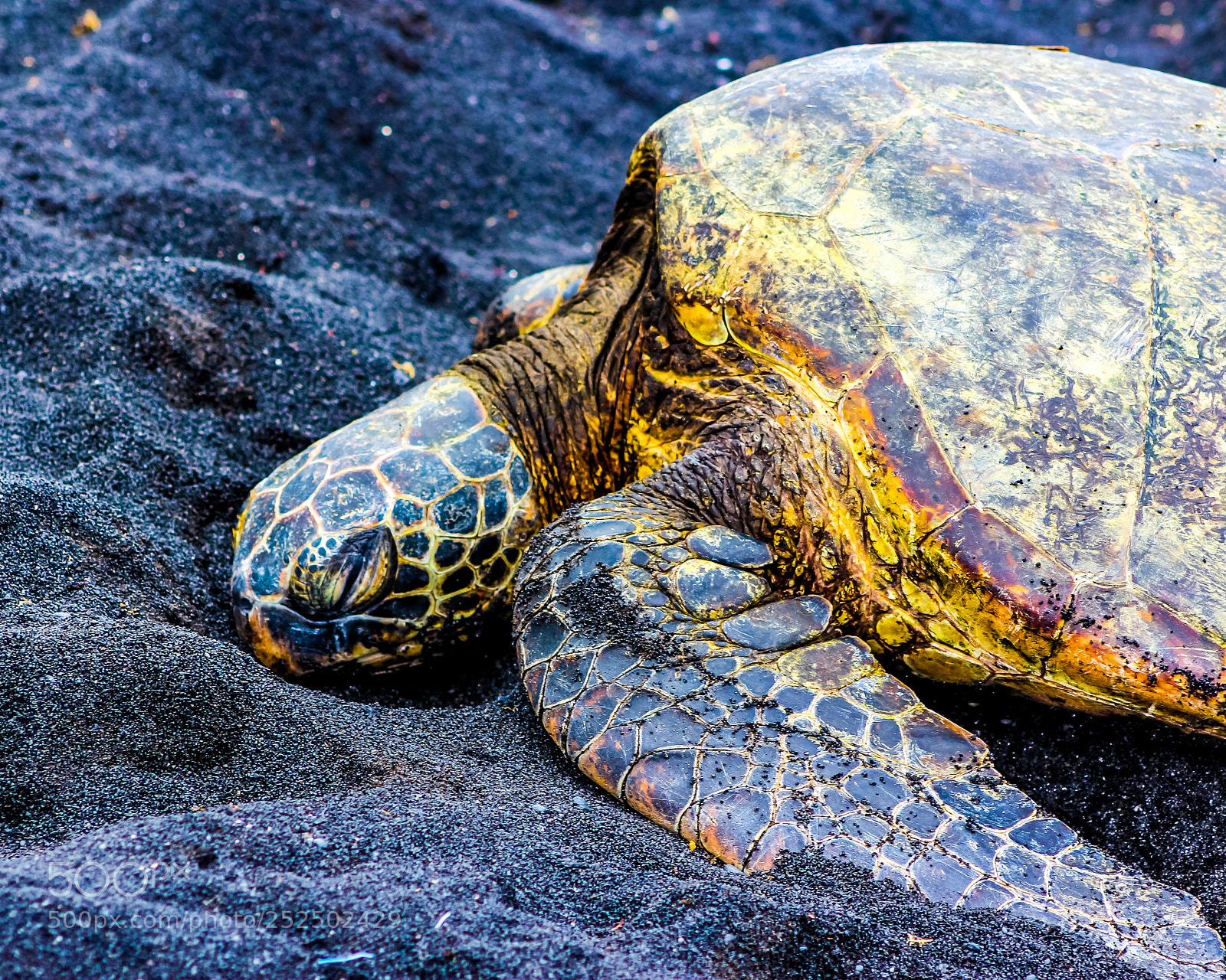 Canon EOS 600D (Rebel EOS T3i / EOS Kiss X5) sample photo. Green sea turtle sleeping photography