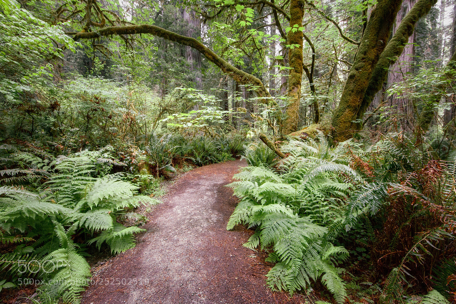 Canon EOS 5D Mark II sample photo. Fern trail photography