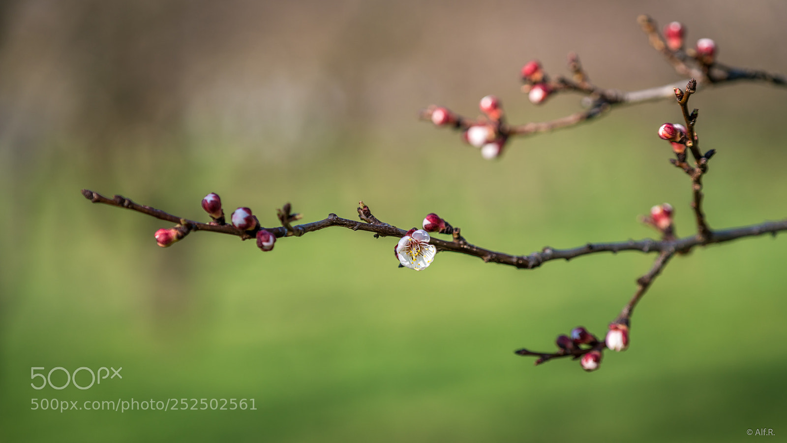 Sony a7R II sample photo. This is the wachau photography
