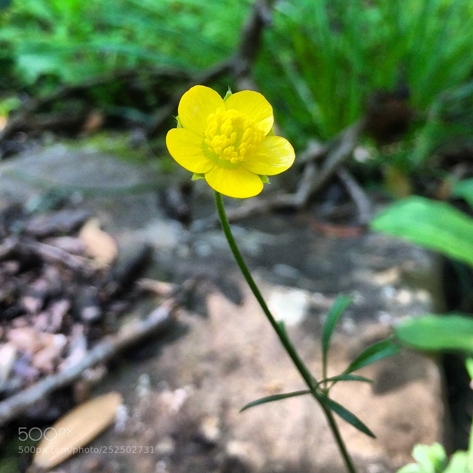 Apple iPhone 5s sample photo. Untitled photography