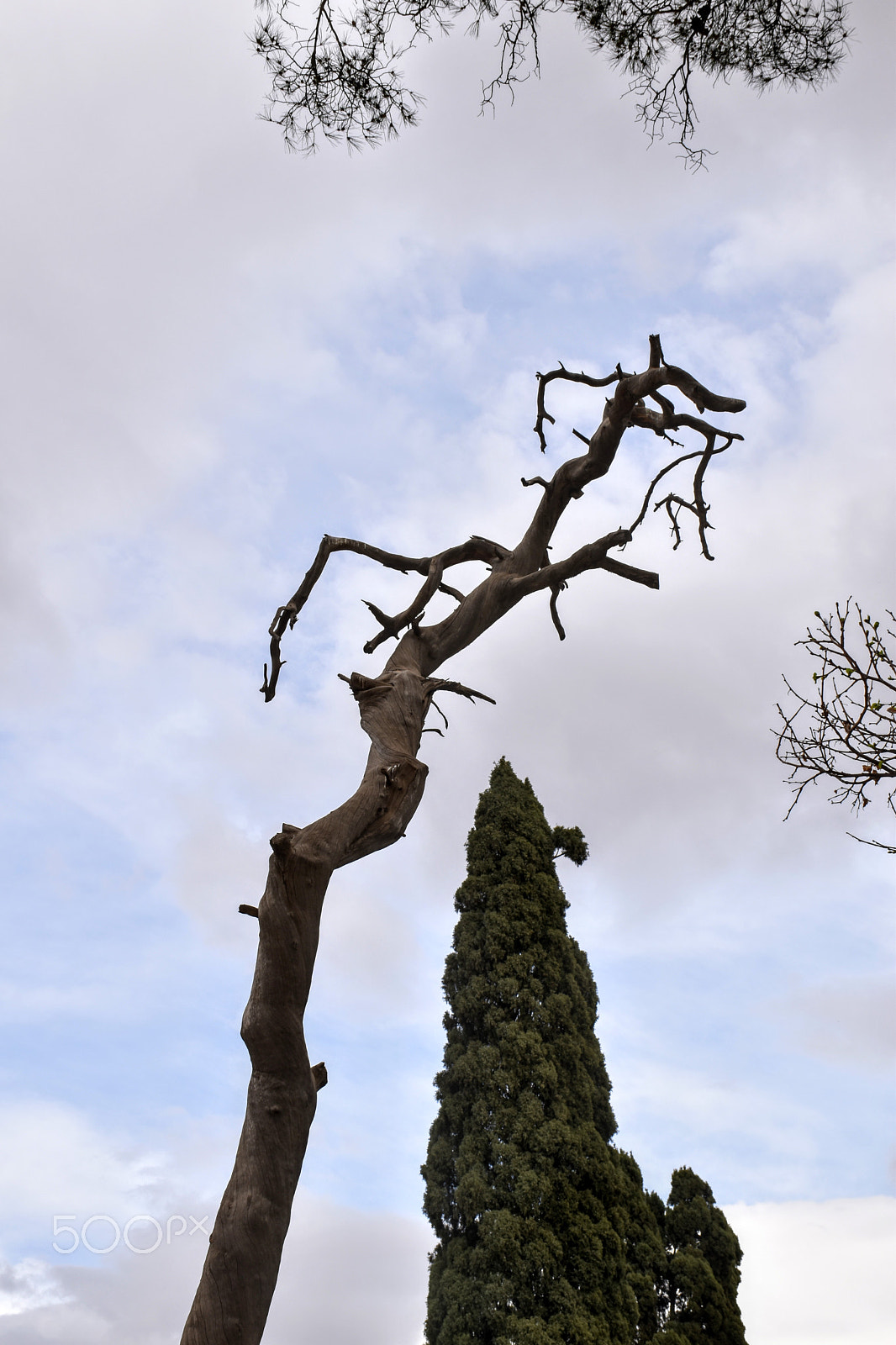Nikon D5600 sample photo. Trees photography