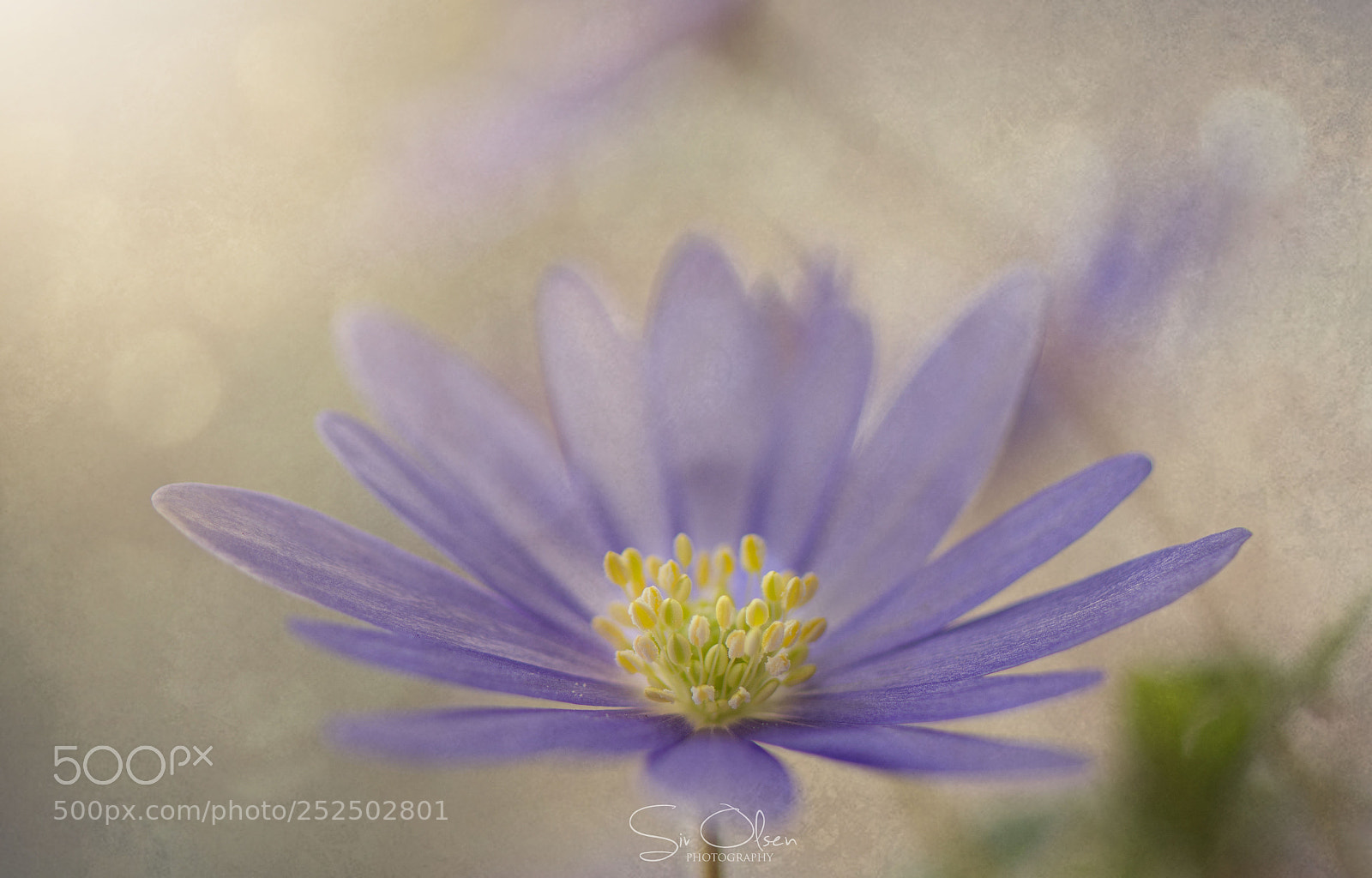 Nikon D7100 sample photo. ~ blue ~ photography