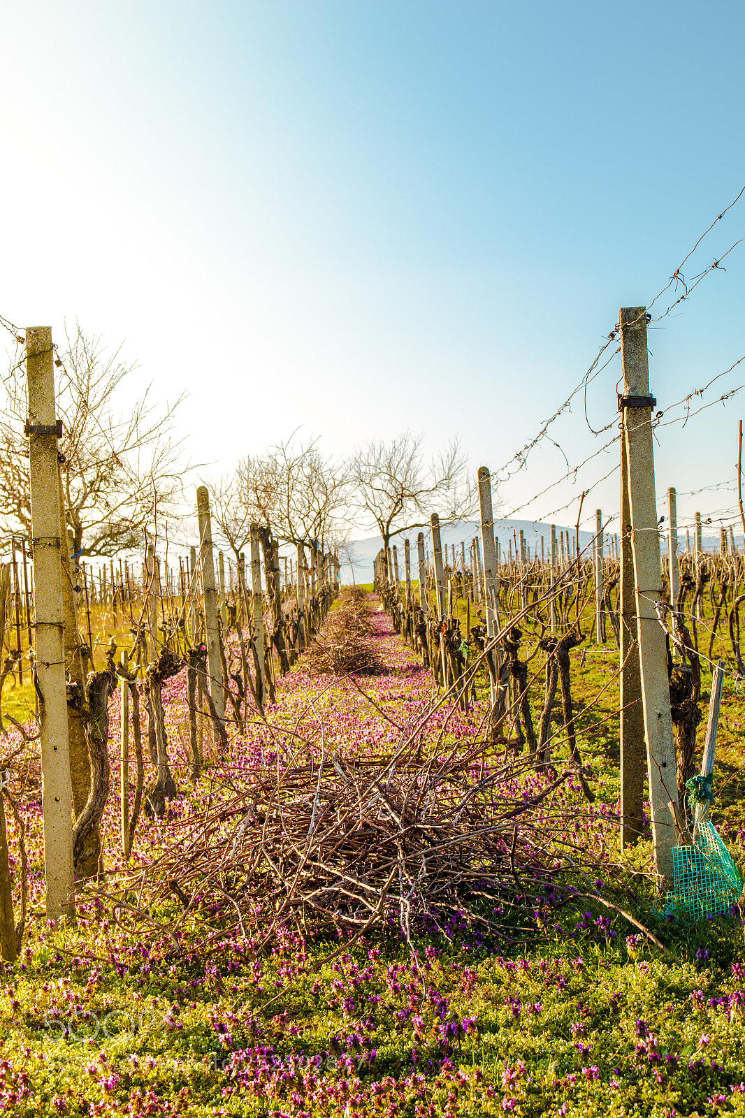 Canon EOS 70D sample photo. Spring vineyard photography