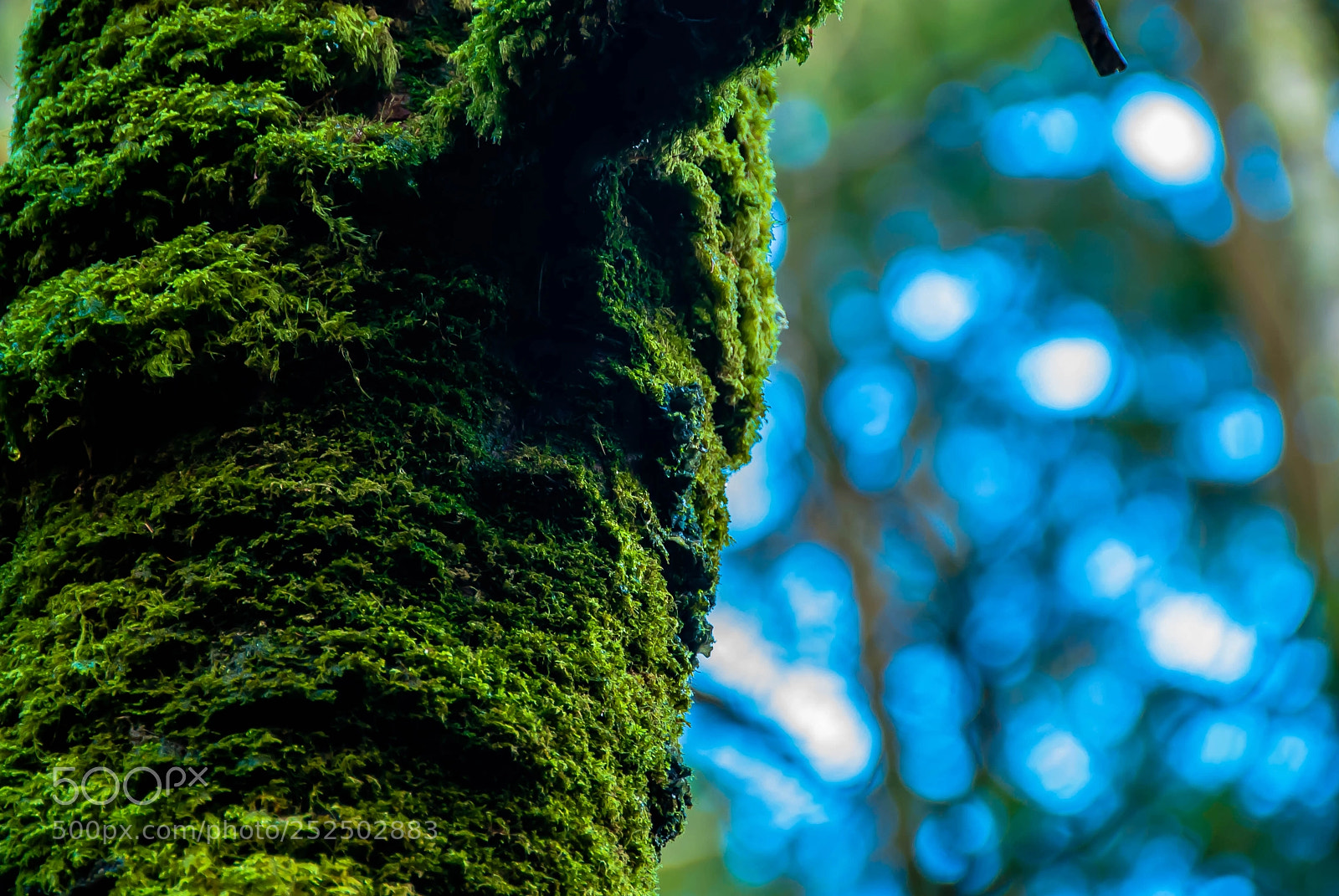 Nikon D60 sample photo. The green tree photography