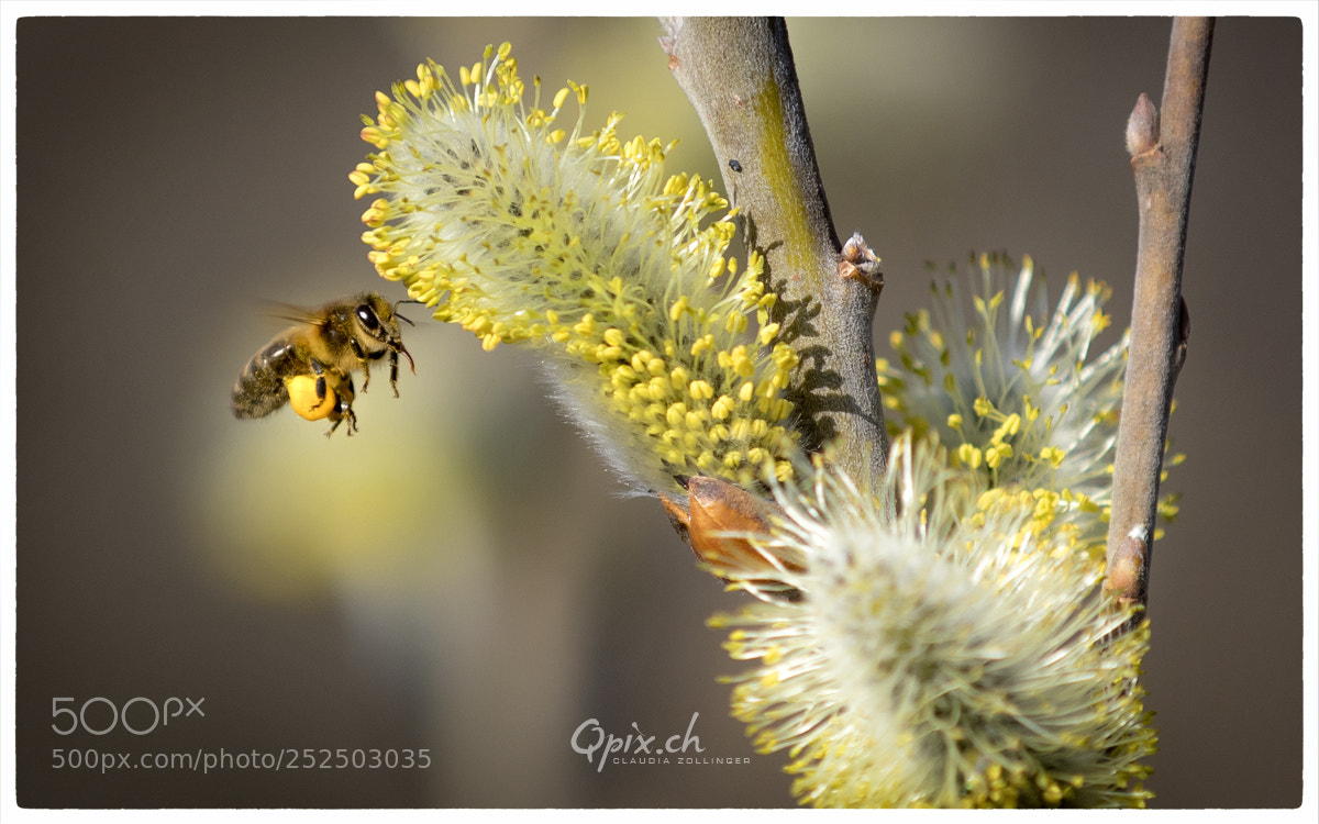 Canon EOS 80D sample photo. Biene beim fr hlingsfr photography