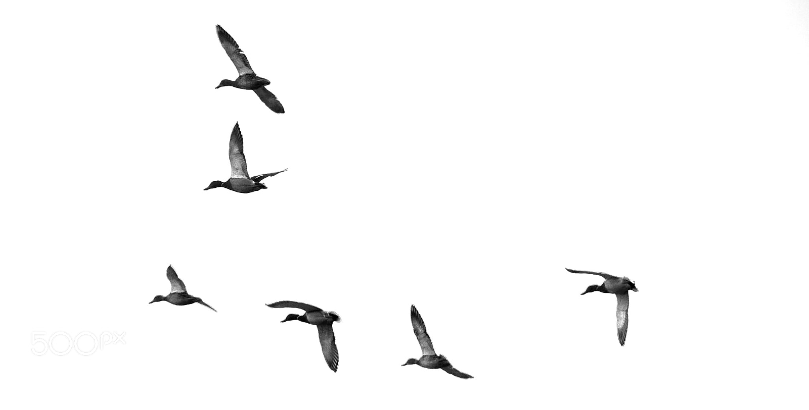 Nikon D7000 sample photo. Birds photography
