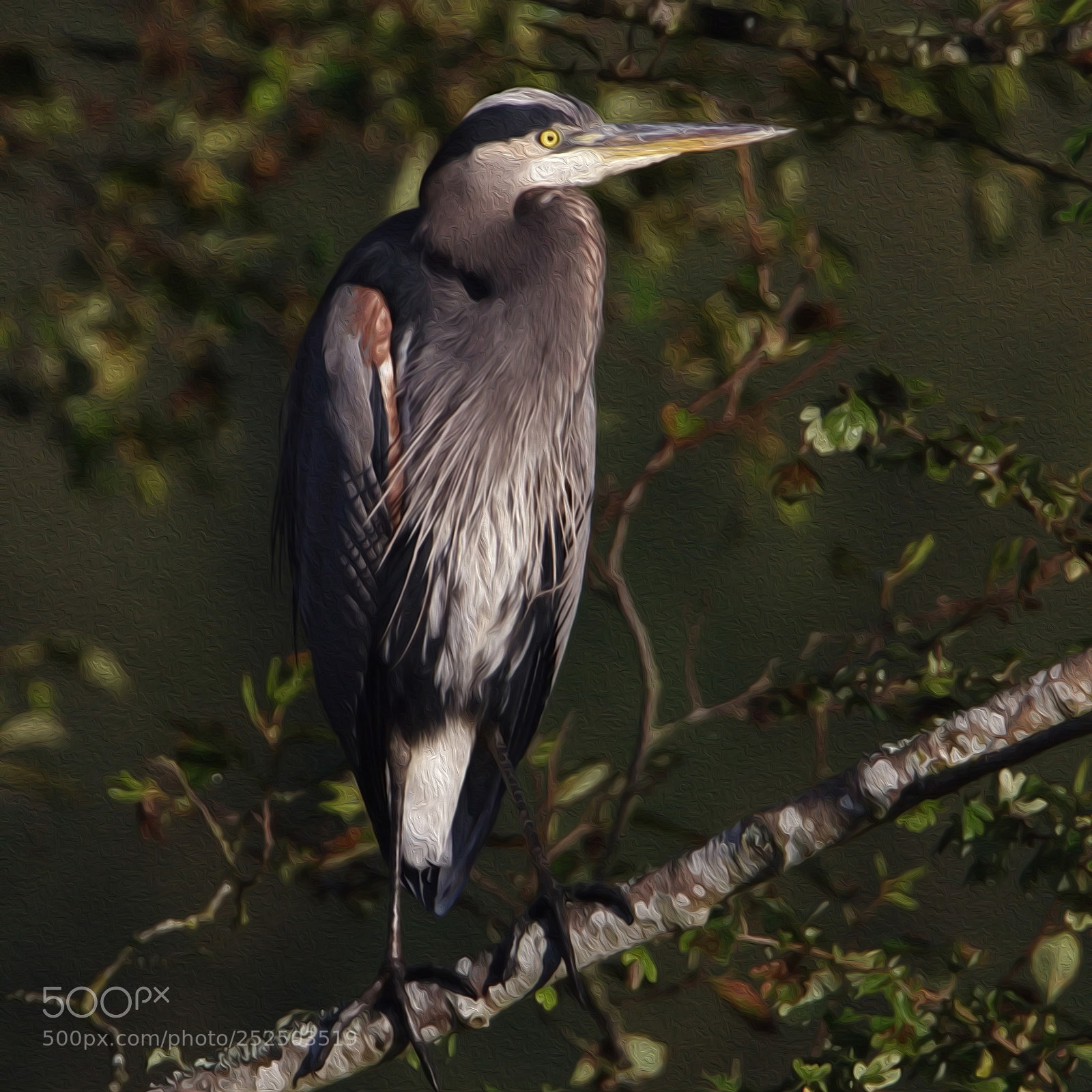 Canon EOS 30D sample photo. Great blue heron photography