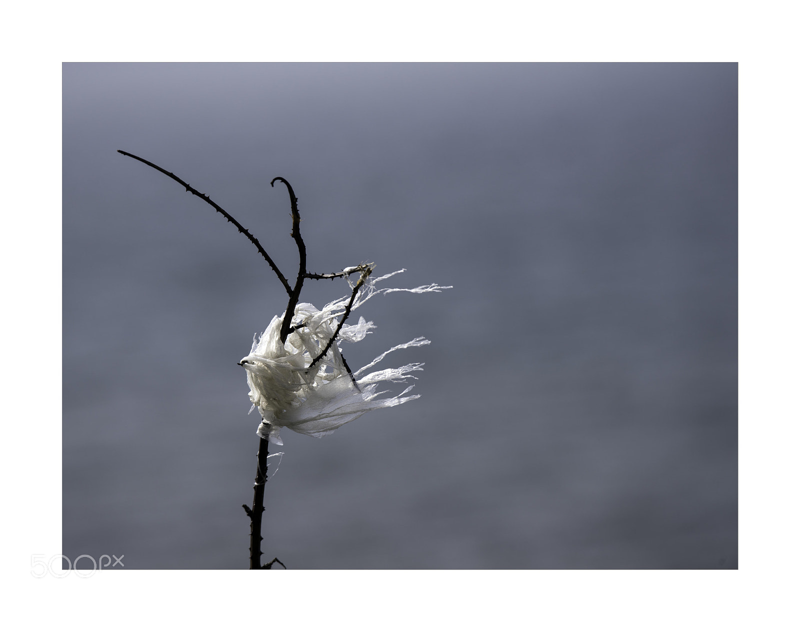 Nikon D810 sample photo. Torn by the wind photography