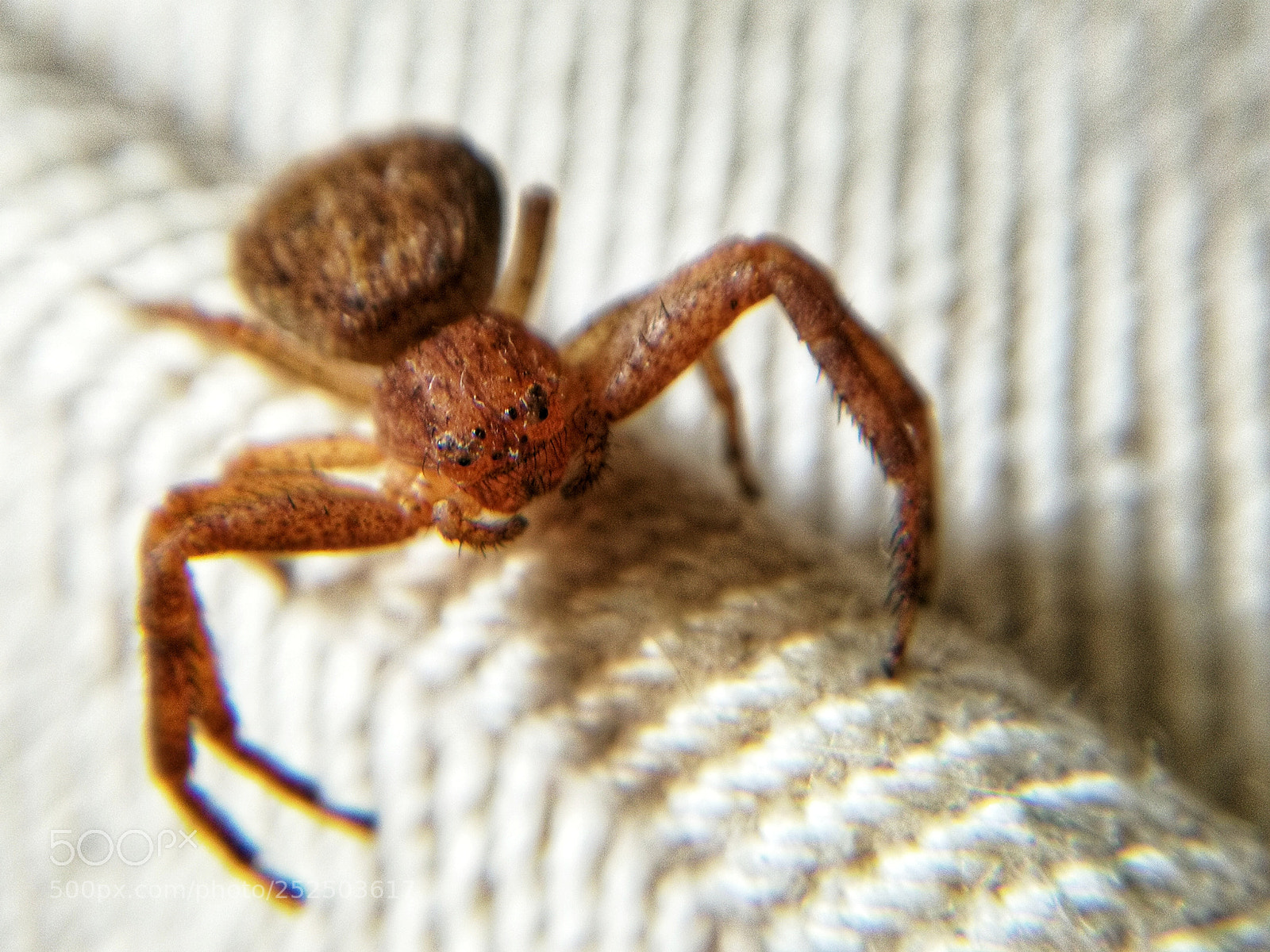 HUAWEI P10 sample photo. And a spider came... photography
