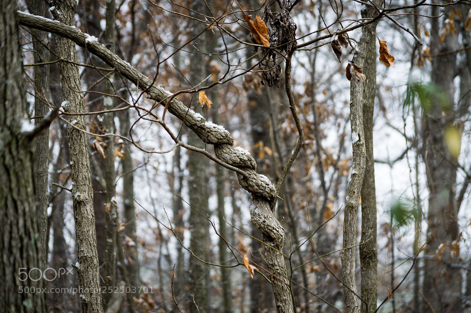 Nikon D3300 sample photo. Unpredictable nature photography