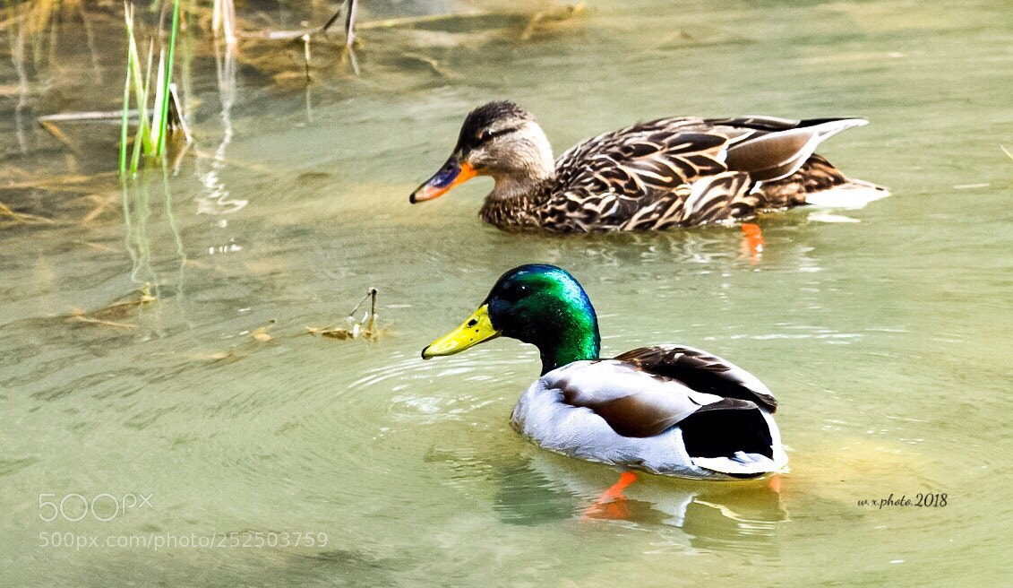 Canon EOS-1Ds Mark III sample photo. Green duck photography