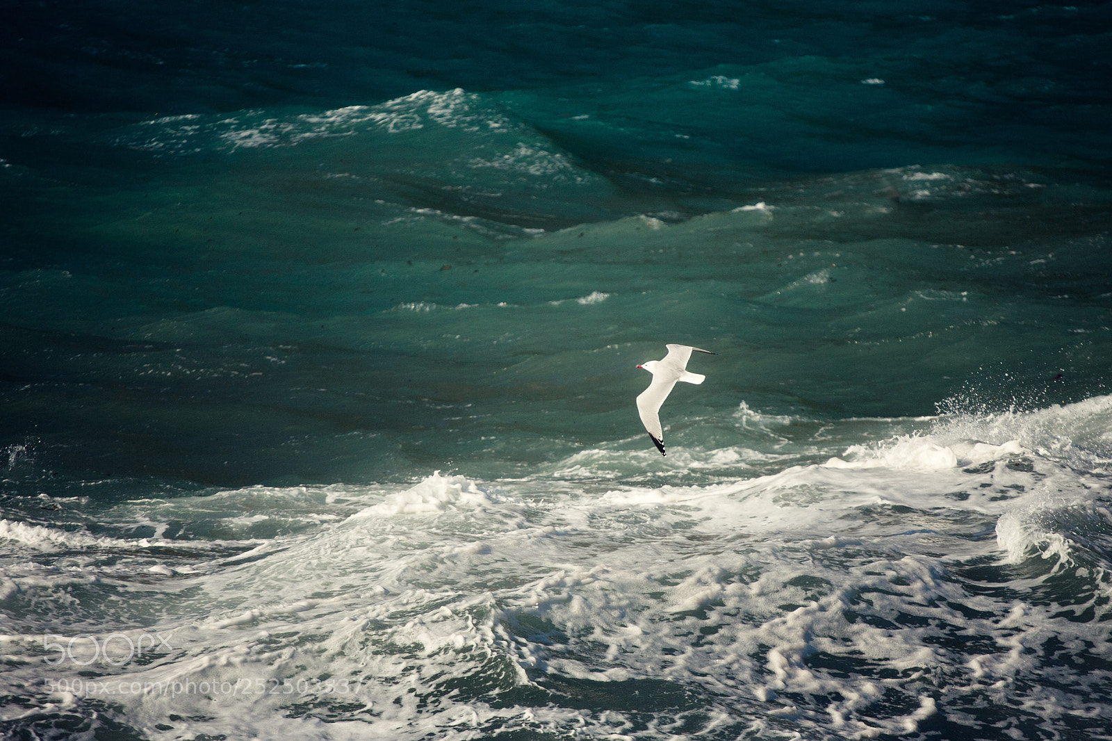 Canon EOS 5D sample photo. Blaus i blancs photography