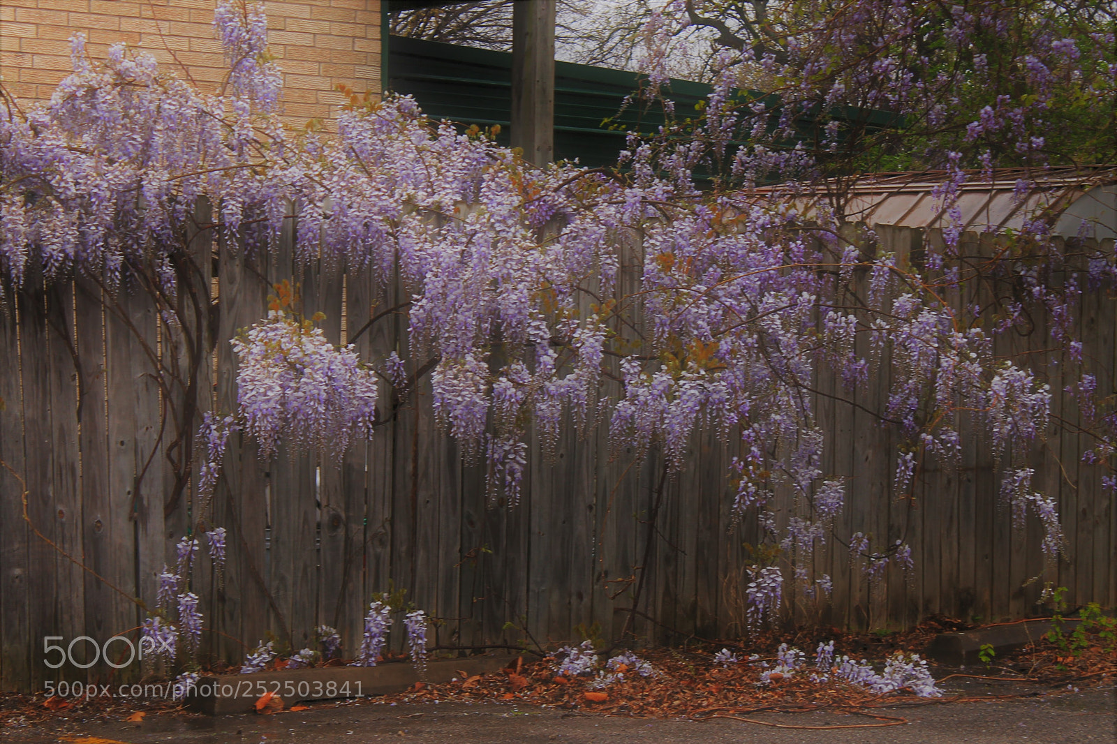 Canon EOS 1100D (EOS Rebel T3 / EOS Kiss X50) sample photo. Vintage wisteria ... photography