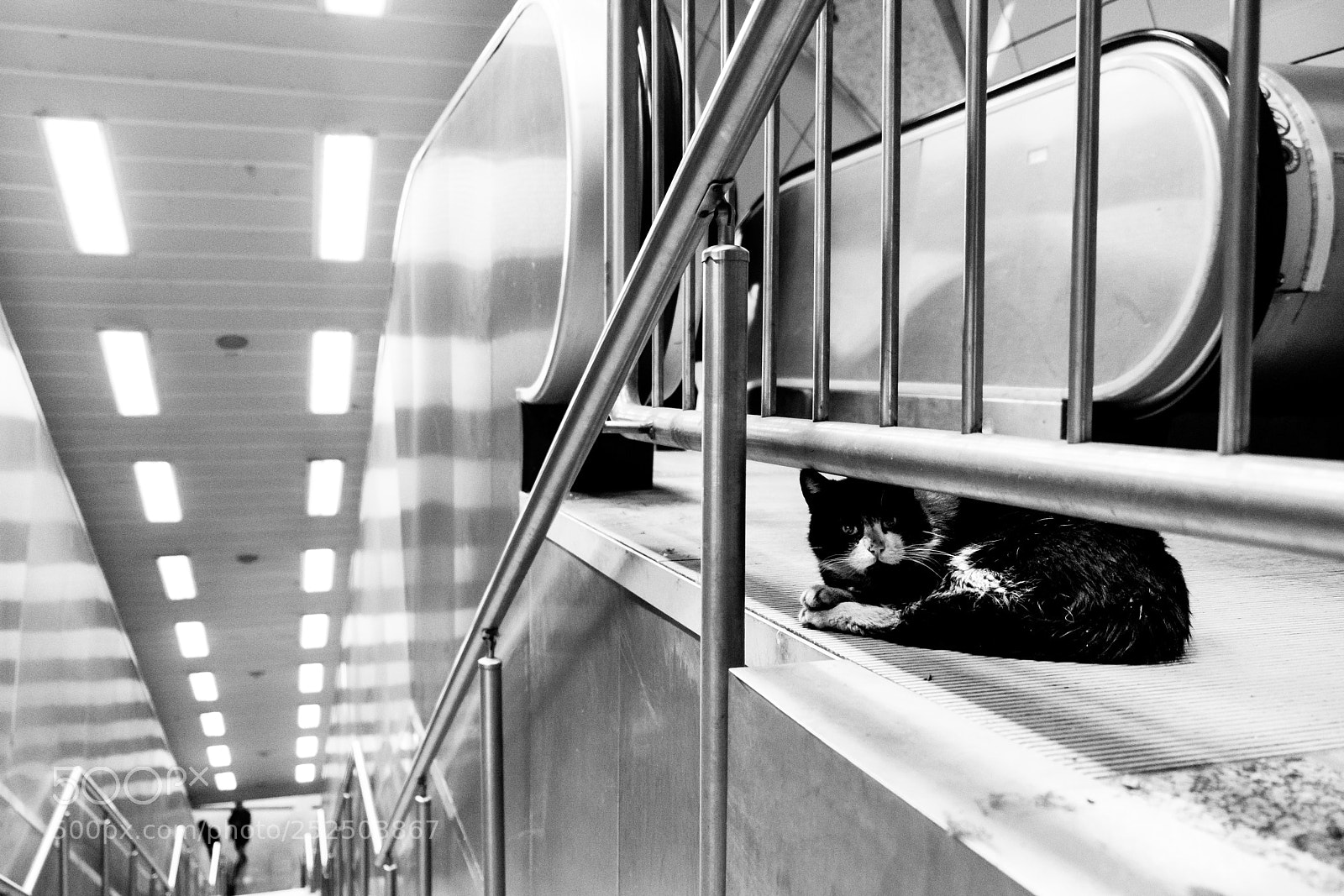 Fujifilm X-T20 sample photo. Underground cat photography