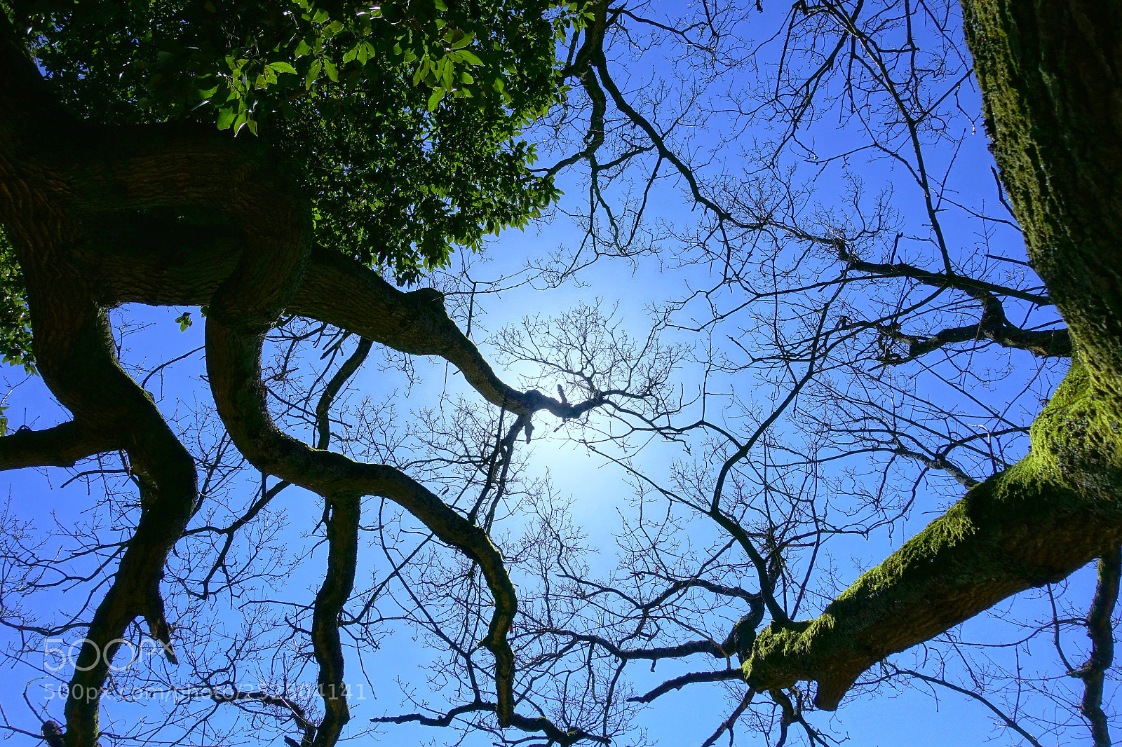 Sony Cyber-shot DSC-RX100 III sample photo. Untitled photography