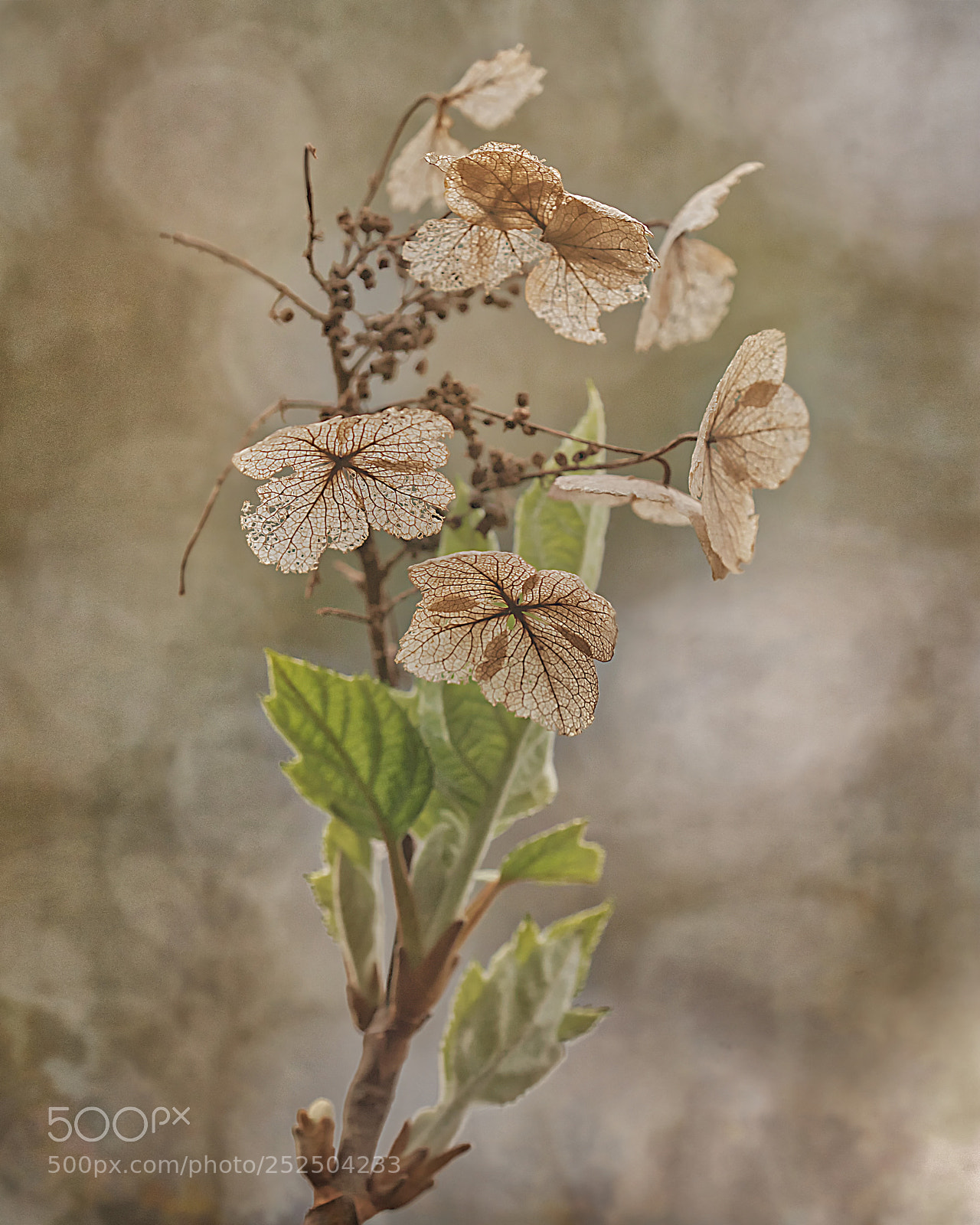 Nikon D7100 sample photo. Hydrangea photography