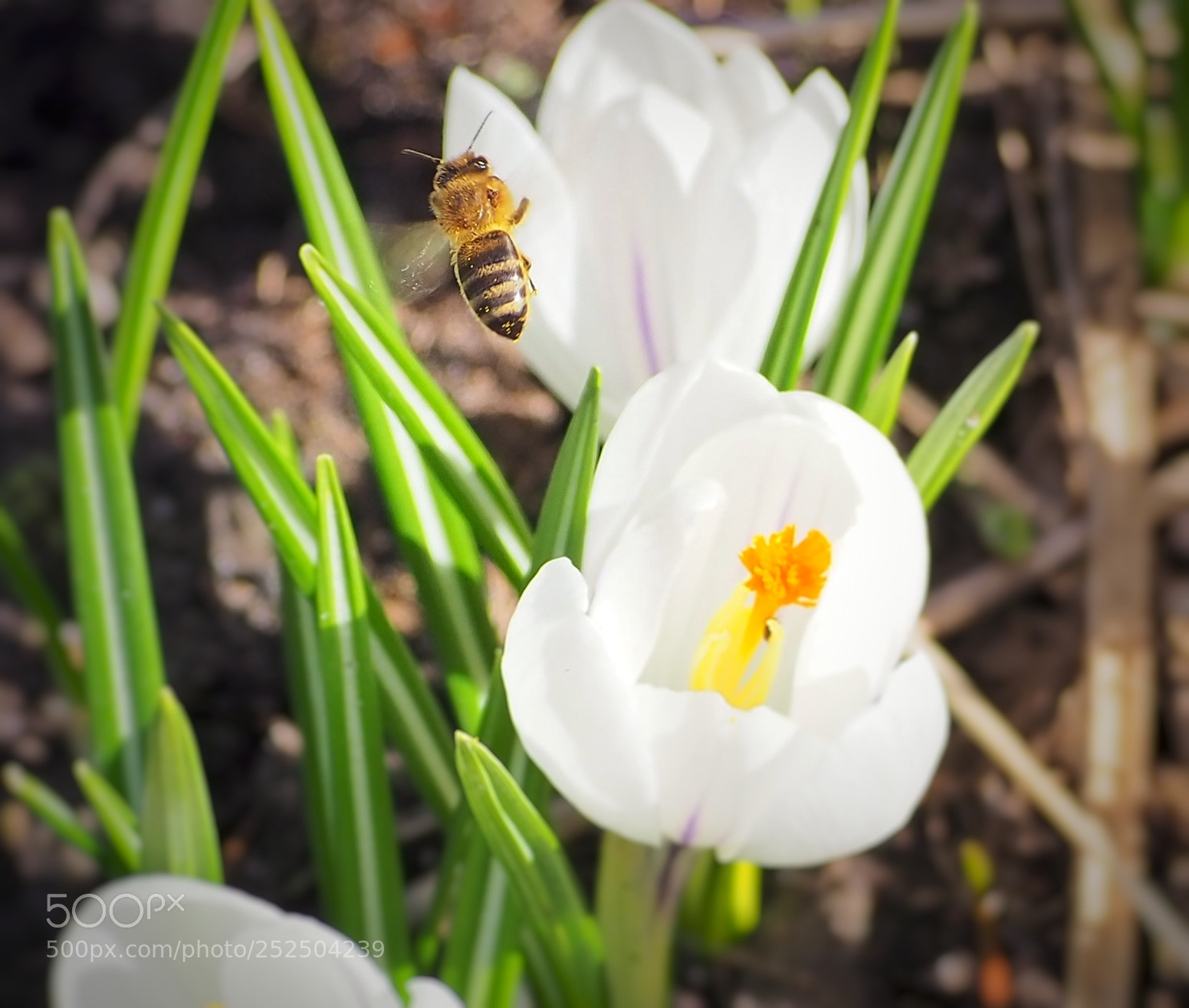 Olympus OM-D E-M10 III sample photo. Spring is coming photography