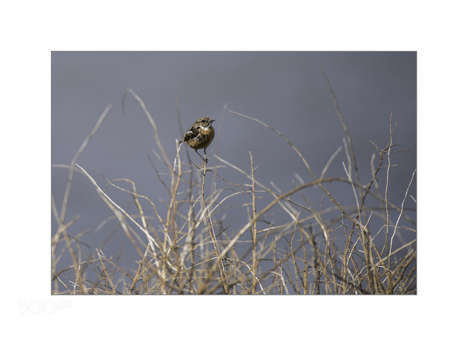 Nikon D810 sample photo. Bird photography