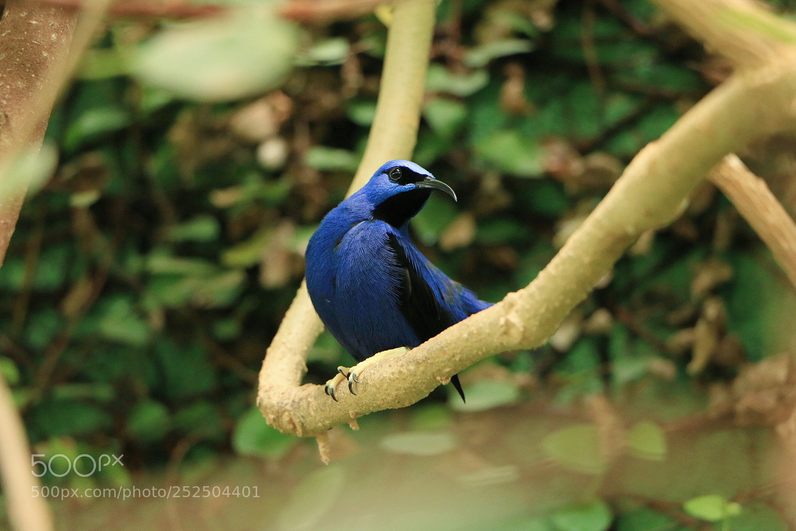 Canon EOS 70D sample photo. The purple honeycreeper cyanerpes photography