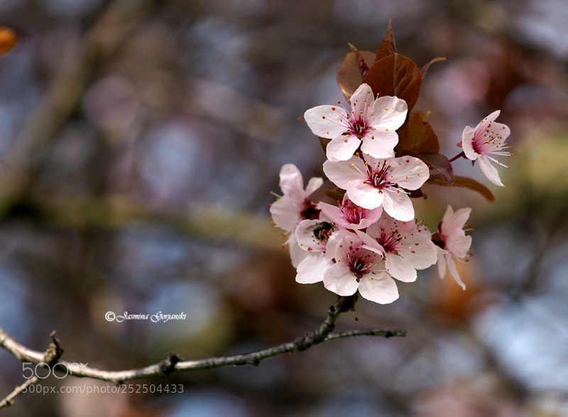 Olympus OM-D E-M1 Mark II sample photo. In bloom photography