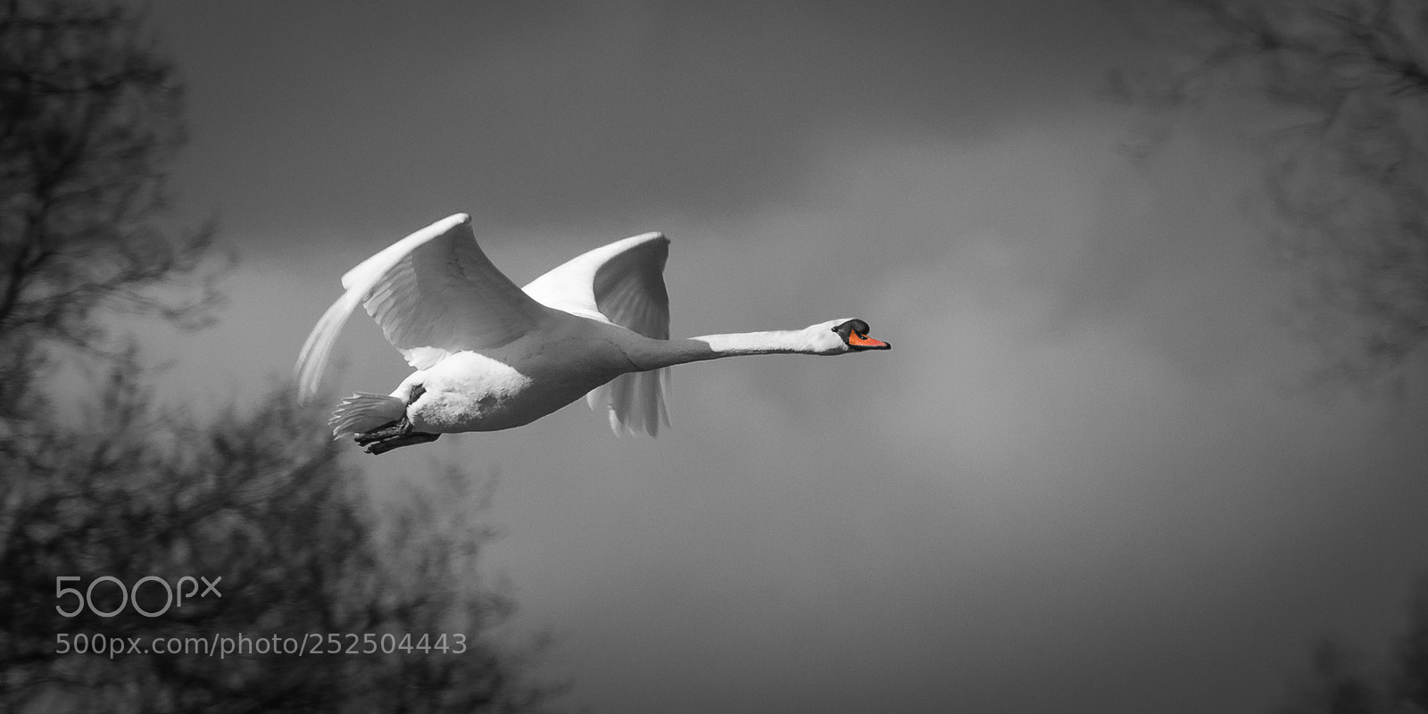 Canon EOS 7D Mark II sample photo. Mute swan photography