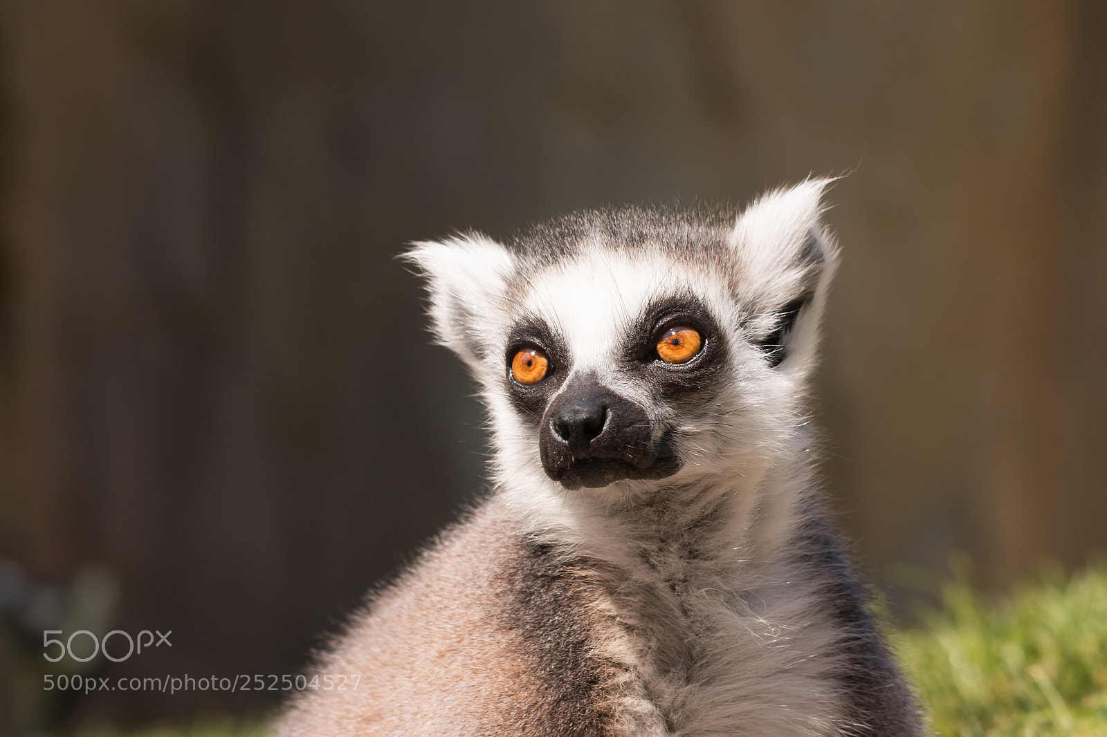 Canon EOS 70D sample photo. Lemur photography